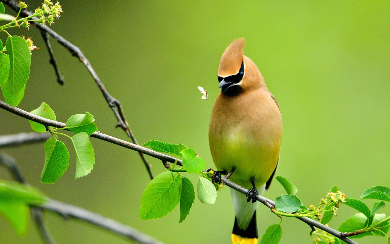 Chia sẻ các từ vựng tiếng Nhật về các loài chim