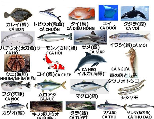 Từ vựng tiếng Nhật về các loại cá.
