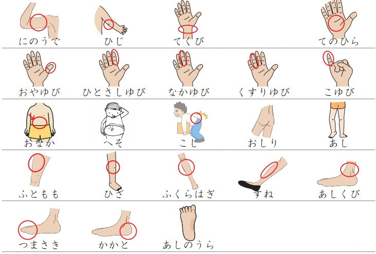 Từ vựng tiếng Nhật y học về các bộ phận cơ thể con người