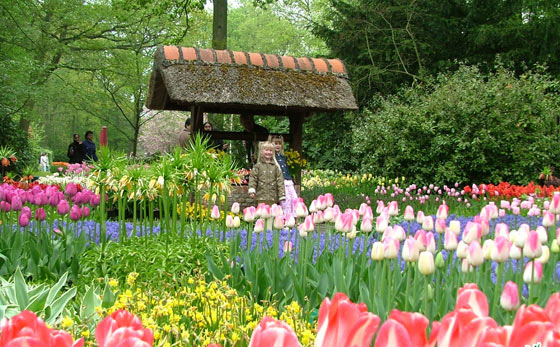 thế giới loài hoa trong tiếng Nhật Hoa Tulip Nhật Bản