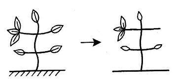 học chữ kanji học chữ kanji